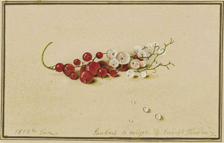 Red and white currants