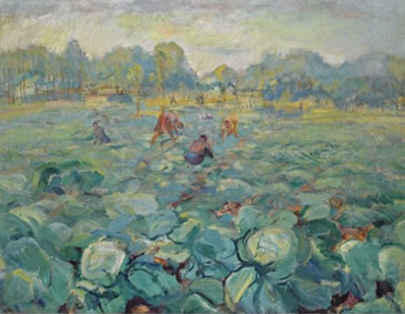 The cabbage field