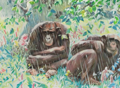 Raining (apes)