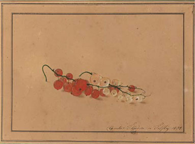 Red and white currants