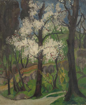 Cherry tree in spring