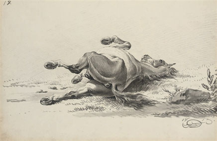 Stallion rolling; facing away