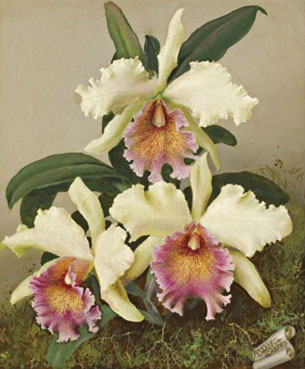 Orchids