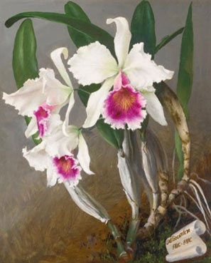 Still life with white and purple orchids