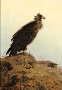 A Cinereous Vulture in Balkan lands