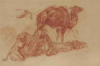 Study of resting camels