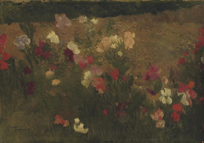 A field of sweetpea